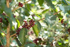 Feast Santa Matilde El Salvador Natural product photograph 4