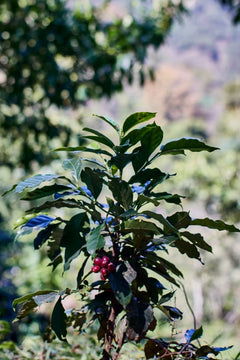 Black Elm Exodus Dark Roast Blend product presentation 3