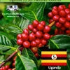 Uganda Robusta Screen 18 Green Coffee — green bean close-up