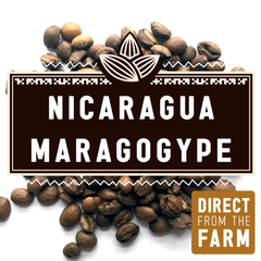 Nicaragua Maragogype graphic with large coffee beans and a farm-direct badge — Nicaragua Maragogype Medium Roast Coffee gallery