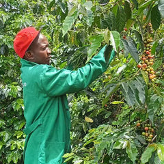 Mr. Mann’s Farm-to-Cup Specialty Coffee — coffee package detail