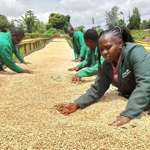 Mr. Mann's (Farm to Cup coffee from Highlands Global Coffee) --