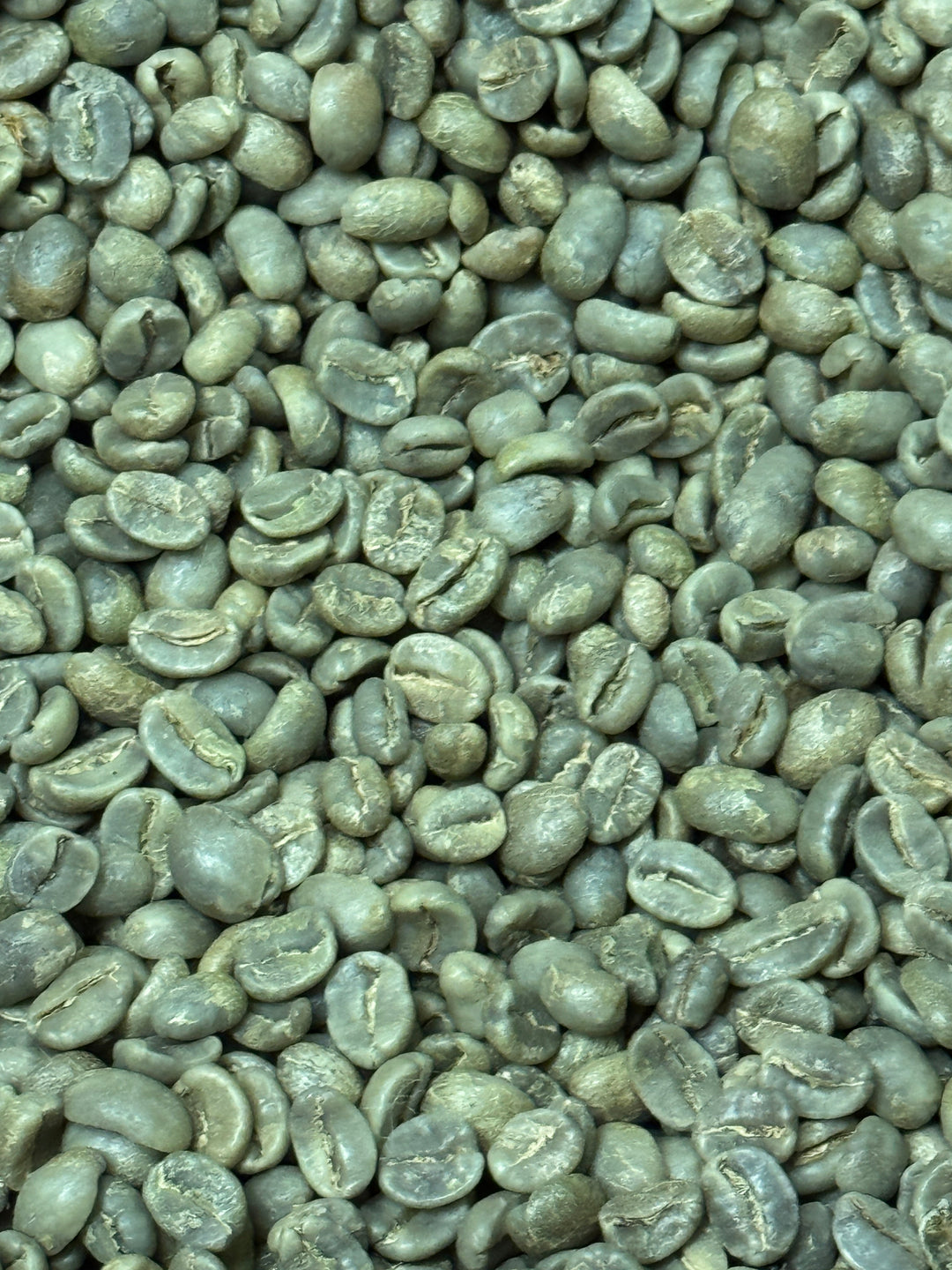 Costa Rica El Poeta - Green Beans -