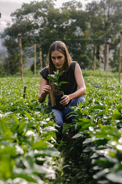 Fuzzy Monkey Mina Rica Colombian Sugarcane Decaf — woman examining plants in a coffee field