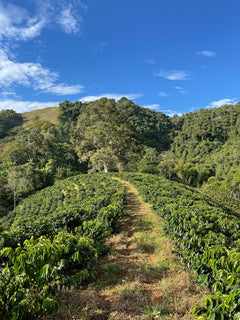 Path through rows of coffee plants on a green hillside
