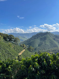 Fuzzy Monkey Mina Rica Colombian Sugarcane Decaf — mountain view above leafy coffee plants