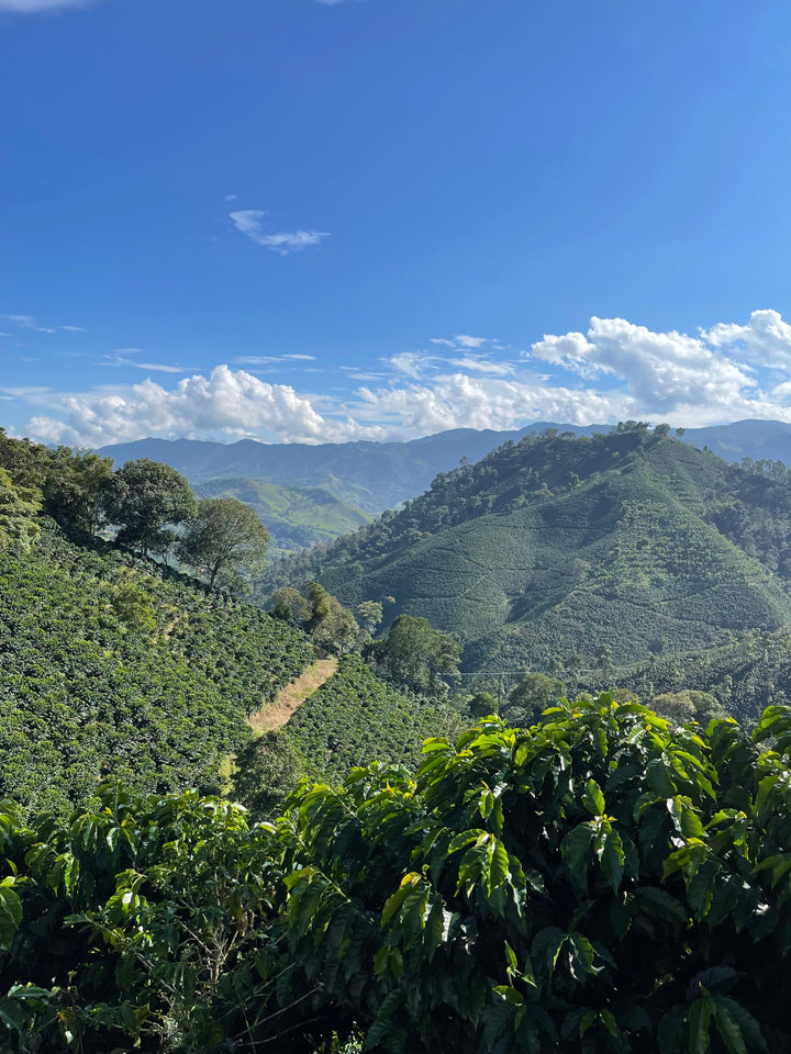 Mina Rica (DECAF) - Colombia - Direct Trade Specialty Grade Coffee - American Medium Roast