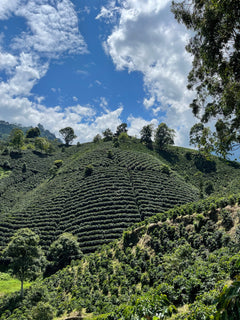Coffee rows following the contours of a steep hillside