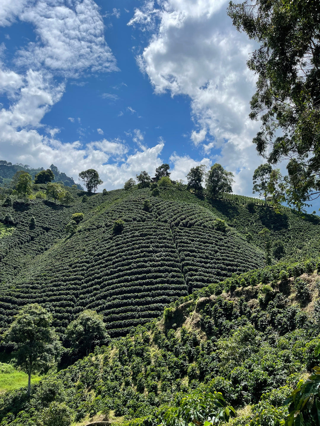 Mina Rica (DECAF) - Colombia - Direct Trade Specialty Grade Coffee - American Medium Roast