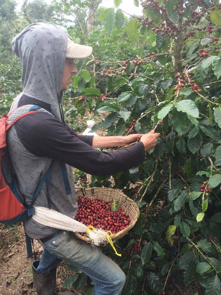Nicaragua - Finca Idealista Rainforest Microlot