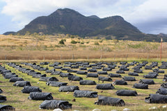 Nicaragua Finca San Jose de las Nubes – Natural by Nossa Familia Coffee — coffee package, image 6 of 13