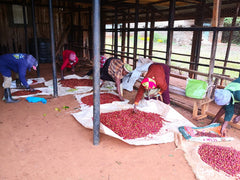 People sorting red coffee cherries at a covered processing area