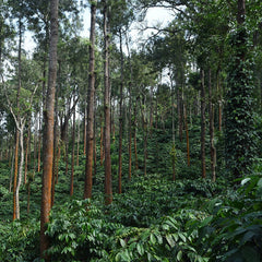 Kaveri Kerkeicoondah Medium-Light Roast Coffee Kerkeicoondah coffee estate — image 5