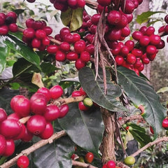 Coffee producer Lilly with harvested coffee cherries