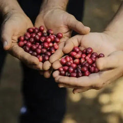 Hands holding ripe red coffee cherries