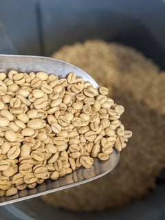 Kaveri Monsooned Malabar Medium-Dark Roast Green Monsooned Malabar coffee beans — image 3