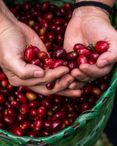 Spirit Animal Raquel Giron Parainema Coffee — coffee product image 6