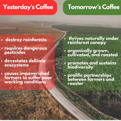 Forest and farm comparison labeled Yesterday’s Coffee and Tomorrow’s Coffee — Tomorrow’s Coffee Guatemalan Organic Coffee gallery
