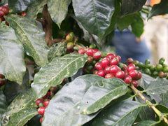 Augusta’s Organic Breakfast Coffee by Nossa Familia Coffee — coffee package, image 7 of 9