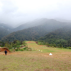 Misty forested mountains above a grassy clearing