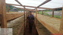 Worker between raised coffee drying beds under a covered structure