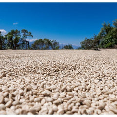Producer portrait connected to the coffees in Frida's Blend