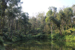 Shade-grown coffee farm associated with Varshini's India