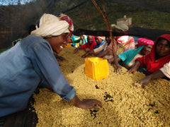 People sorting pale coffee by hand beside a yellow container — Tiny Footprint Ethiopia Suke Quto Honey Light Roast
