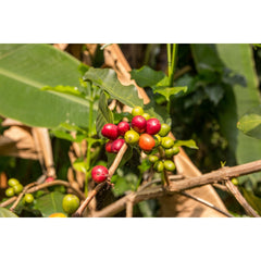 Women coffee producers represented in Frida's Blend