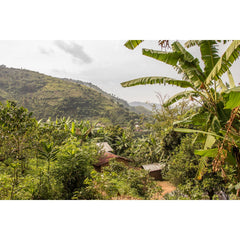Coffee farm and producer story behind Frida's Blend