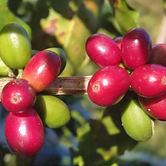 Spirit Animal Honduran Espresso Blend — coffee product image 7