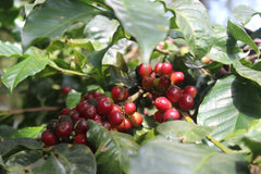 Ripe coffee cherries at the farm producing Varshini's India coffee