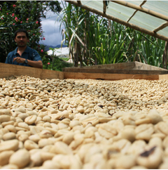 Coffee Ride Decaf Colombia Excelso Coffee — product gallery detail, image 2
