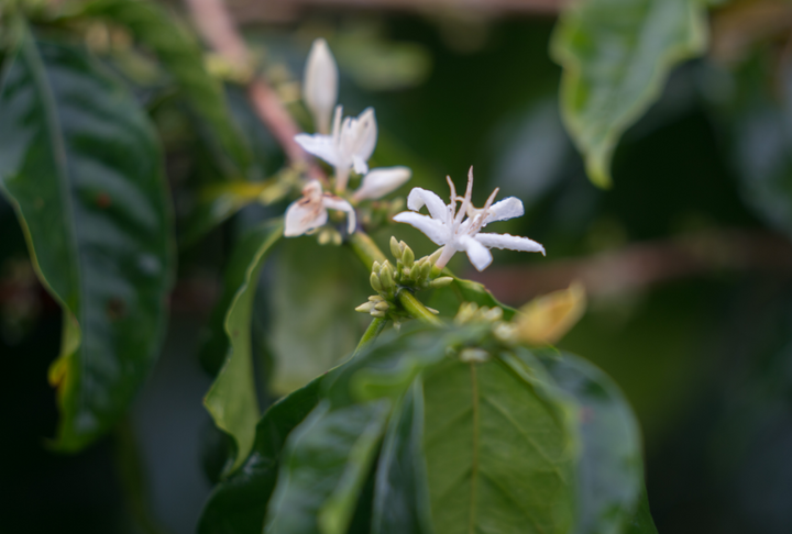 Sulawesi Yolan Tirta Microlot - Green Beans -