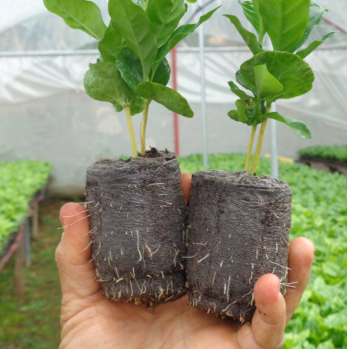 Costa Rica El Poeta - Green Beans -