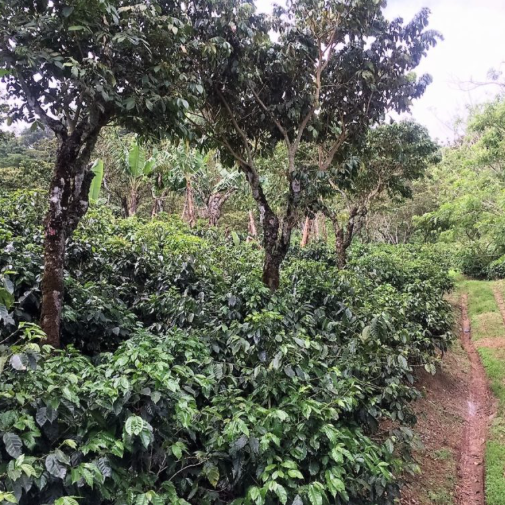 Costa Rica El Poeta - Green Beans -