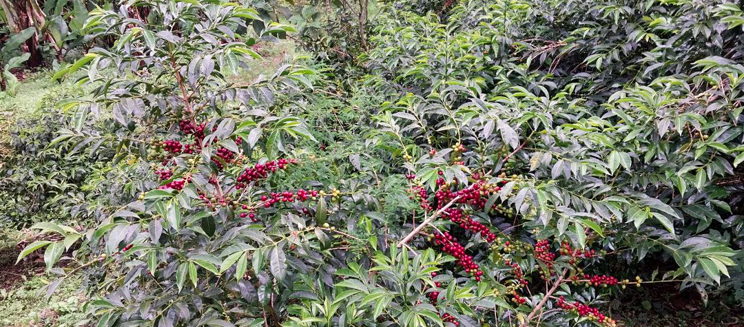 Ethiopia Halo Beriti Yirgacheffe Bekele Gemeda Washed GREEN BEANS -