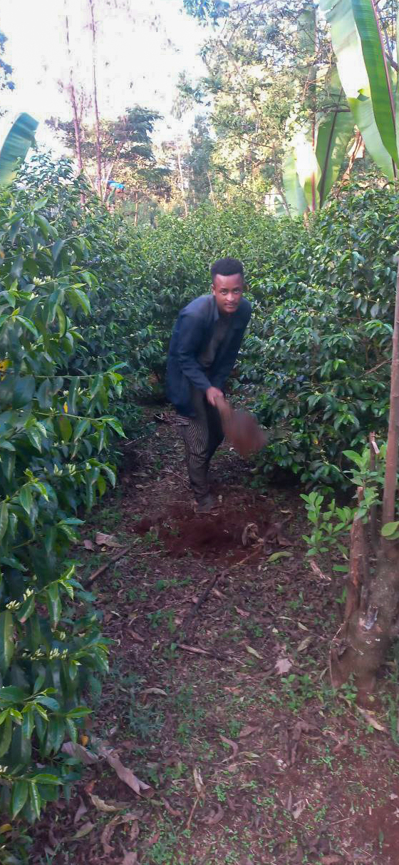 Ethiopia Halo Beriti Yirgacheffe Bekele Gemeda Washed GREEN BEANS -