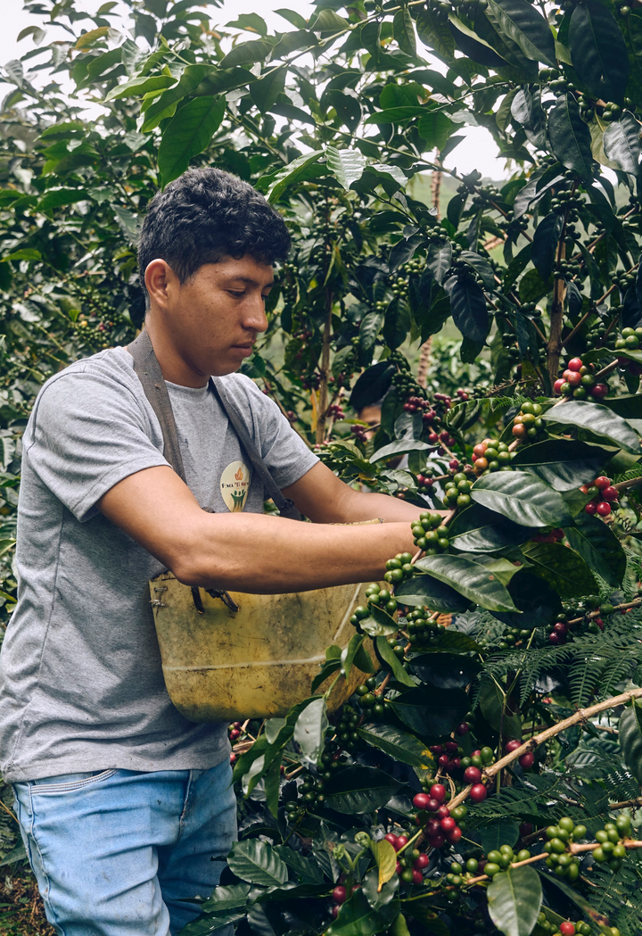 Peru Antony Vasquez Washed