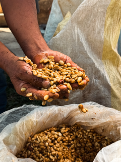 Peru Merly León Organic Washed Coffee — brewing presentation