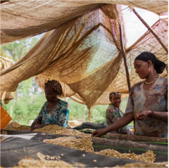Ethiopia Limu Feyisa Abamecha Coffee — coffee package, image 2