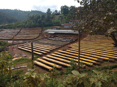 Rows of raised coffee-drying beds on a wooded hillside — Tiny Footprint Ethiopia Suke Quto Honey Light Roast