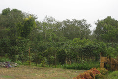 Trees and greenery around a coffee-growing site — Tiny Footprint Sumatra Takengon Select Dark Roast