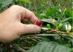 Dayes Sumatra Mandheling Grade 1 Double-Picked Ripe Sumatra Mandheling coffee cherries — image 3
