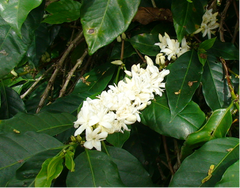 Dayes Sumatra Mandheling Grade 1 Double-Picked Sumatra Mandheling coffee flowers — image 2