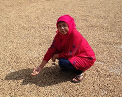 Person in a bright red headscarf crouching beside drying coffee — Tiny Footprint Sumatra Takengon Select Dark Roast