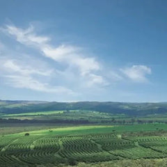 Rows of coffee plants across rolling green farmland