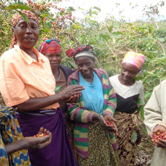 Rwandan coffee producer picking ripe cherries