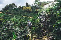 Olympia Decaf Asterisk Colombian Sugarcane Coffee — worker among dense coffee plants on a hillside