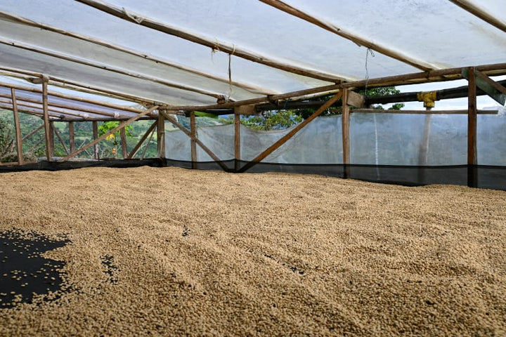 Asomujer Decaf Colombia